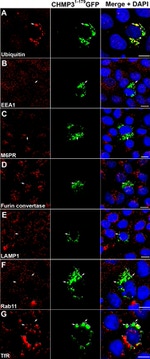 Transferrin Receptor Antibody in Immunocytochemistry (ICC/IF)