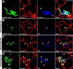 E-cadherin Antibody in Immunocytochemistry (ICC/IF)