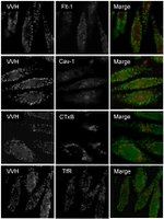 Transferrin Receptor Antibody in Immunocytochemistry (ICC/IF)