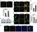 Transferrin Receptor Antibody in Western Blot, Immunocytochemistry (WB, ICC/IF)