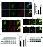 Transferrin Receptor Antibody in Western Blot, Immunocytochemistry (WB, ICC/IF)