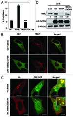 Transferrin Receptor Antibody in Western Blot, Immunocytochemistry (WB, ICC/IF)