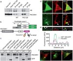 Transferrin Receptor Antibody in Immunocytochemistry (ICC/IF)