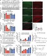 Transferrin Receptor Antibody in Western Blot, Immunohistochemistry (WB, IHC)