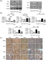 Transferrin Receptor Antibody in Western Blot, Immunohistochemistry (WB, IHC)