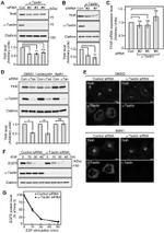 Transferrin Receptor Antibody in Western Blot, Immunocytochemistry (WB, ICC/IF)