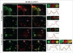 Transferrin Receptor Antibody in Immunocytochemistry (ICC/IF)