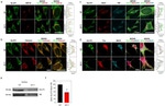 Transferrin Receptor Antibody in Immunocytochemistry (ICC/IF)