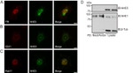 Transferrin Receptor Antibody in Immunocytochemistry (ICC/IF)