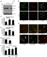 Transferrin Receptor Antibody in Immunocytochemistry (ICC/IF)