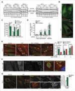 Transferrin Receptor Antibody in Immunocytochemistry (ICC/IF)