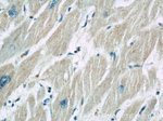 CHMP4B Antibody in Immunohistochemistry (Paraffin) (IHC (P))