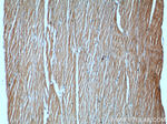 CHMP4B Antibody in Immunohistochemistry (Paraffin) (IHC (P))