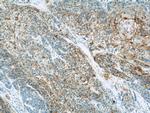 CHMP4B Antibody in Immunohistochemistry (Paraffin) (IHC (P))