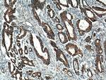 BCKDHB Antibody in Immunohistochemistry (Paraffin) (IHC (P))