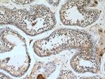 PGK2 Antibody in Immunohistochemistry (Paraffin) (IHC (P))