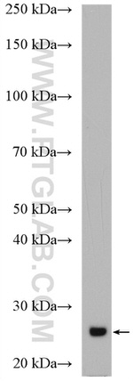 IGJ Antibody in Western Blot (WB)