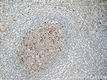 IGJ Antibody in Immunohistochemistry (Paraffin) (IHC (P))