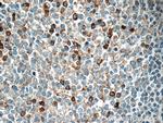 IGJ Antibody in Immunohistochemistry (Paraffin) (IHC (P))
