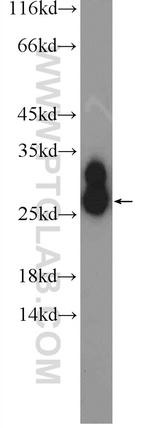 IGJ Antibody in Western Blot (WB)
