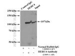HERC4 Antibody in Immunoprecipitation (IP)