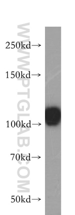 HERC4 Antibody in Western Blot (WB)