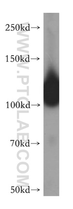 HERC4 Antibody in Western Blot (WB)