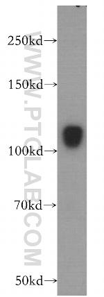 HERC4 Antibody in Western Blot (WB)