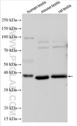 PRKACG Antibody in Western Blot (WB)