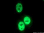 IRF2BP1 Antibody in Immunocytochemistry (ICC/IF)