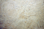 IRF2BP1 Antibody in Immunohistochemistry (Paraffin) (IHC (P))