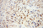 IRF2BP1 Antibody in Immunohistochemistry (Paraffin) (IHC (P))