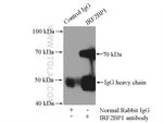 IRF2BP1 Antibody in Immunoprecipitation (IP)