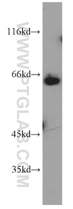 IRF2BP1 Antibody in Western Blot (WB)