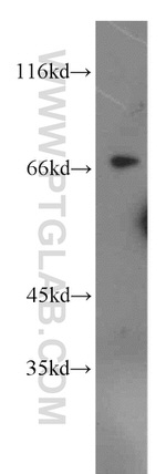 IRF2BP1 Antibody in Western Blot (WB)