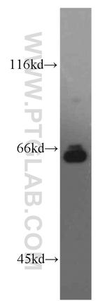 IRF2BP1 Antibody in Western Blot (WB)