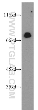 IRF2BP1 Antibody in Western Blot (WB)