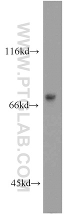 IRF2BP1 Antibody in Western Blot (WB)