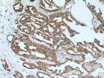 FMO5 Antibody in Immunohistochemistry (Paraffin) (IHC (P))