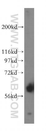FMO5 Antibody in Western Blot (WB)