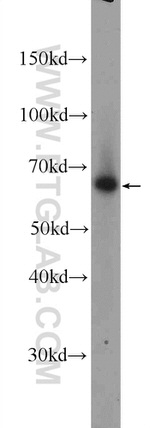 TBX21/T-bet Antibody in Western Blot (WB)