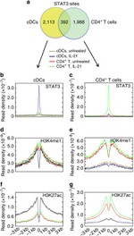 STAT3 Antibody in ChIP Assay (ChIP)