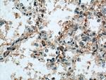 SCARF1 Antibody in Immunohistochemistry (Paraffin) (IHC (P))