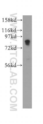 SCARF1 Antibody in Western Blot (WB)