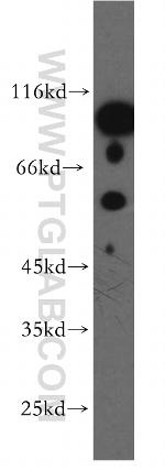 DGCR2 Antibody in Western Blot (WB)