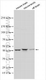 SEPT12 Antibody in Western Blot (WB)