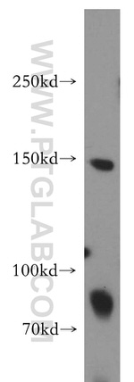 LARP1 Antibody in Western Blot (WB)