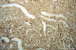 Carboxypeptidase E Antibody in Immunohistochemistry (Paraffin) (IHC (P))