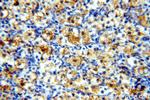 PNCK Antibody in Immunohistochemistry (Paraffin) (IHC (P))