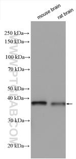 PNCK Antibody in Western Blot (WB)
